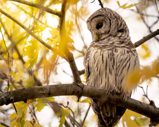 Barred Owl - Fall