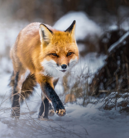 Fox On The Hunt