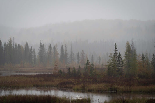 Moody Fall in Algonquin Park