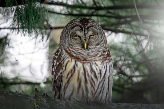 Barred Owl Waking Up