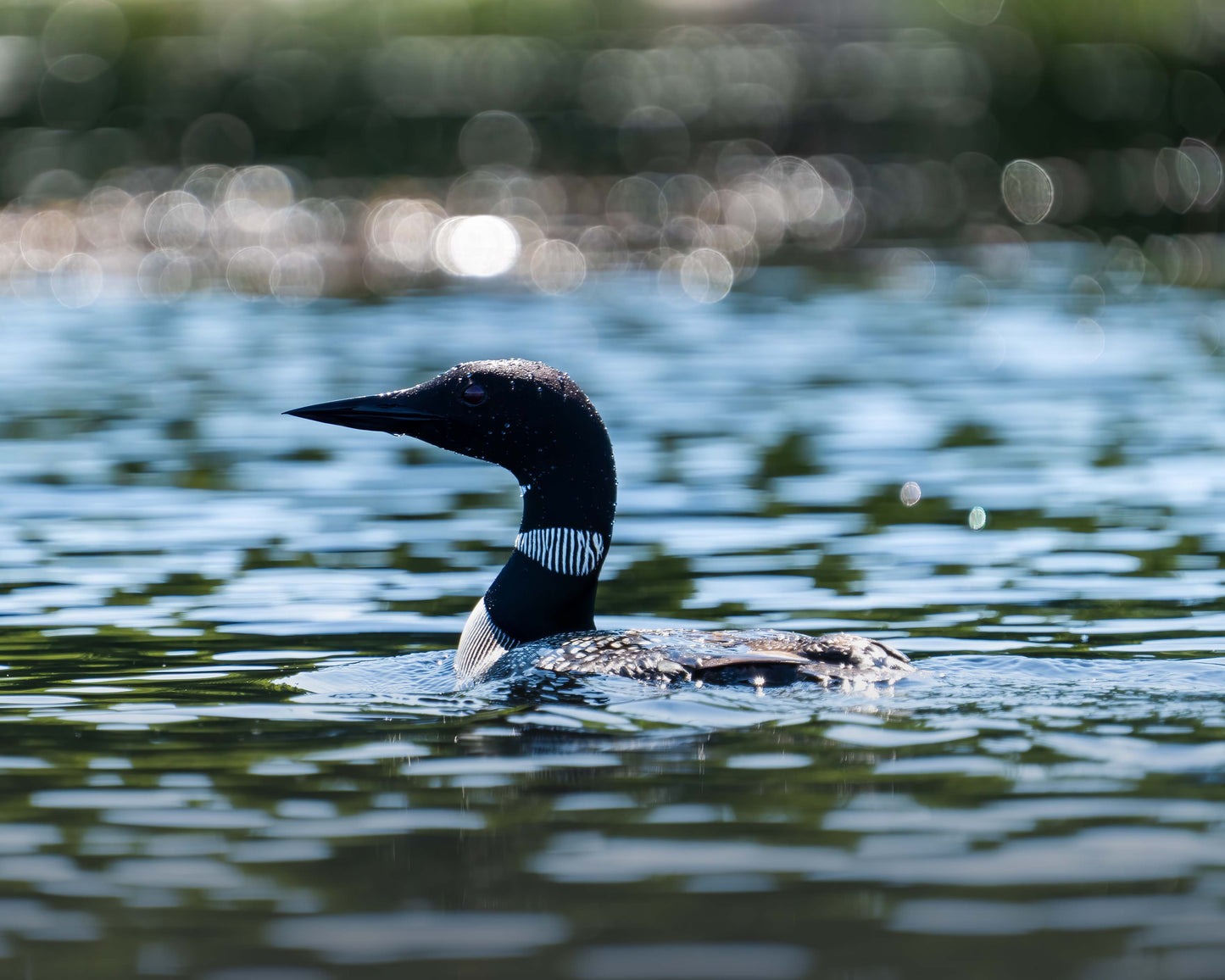 Common Loon - Noogies Creek