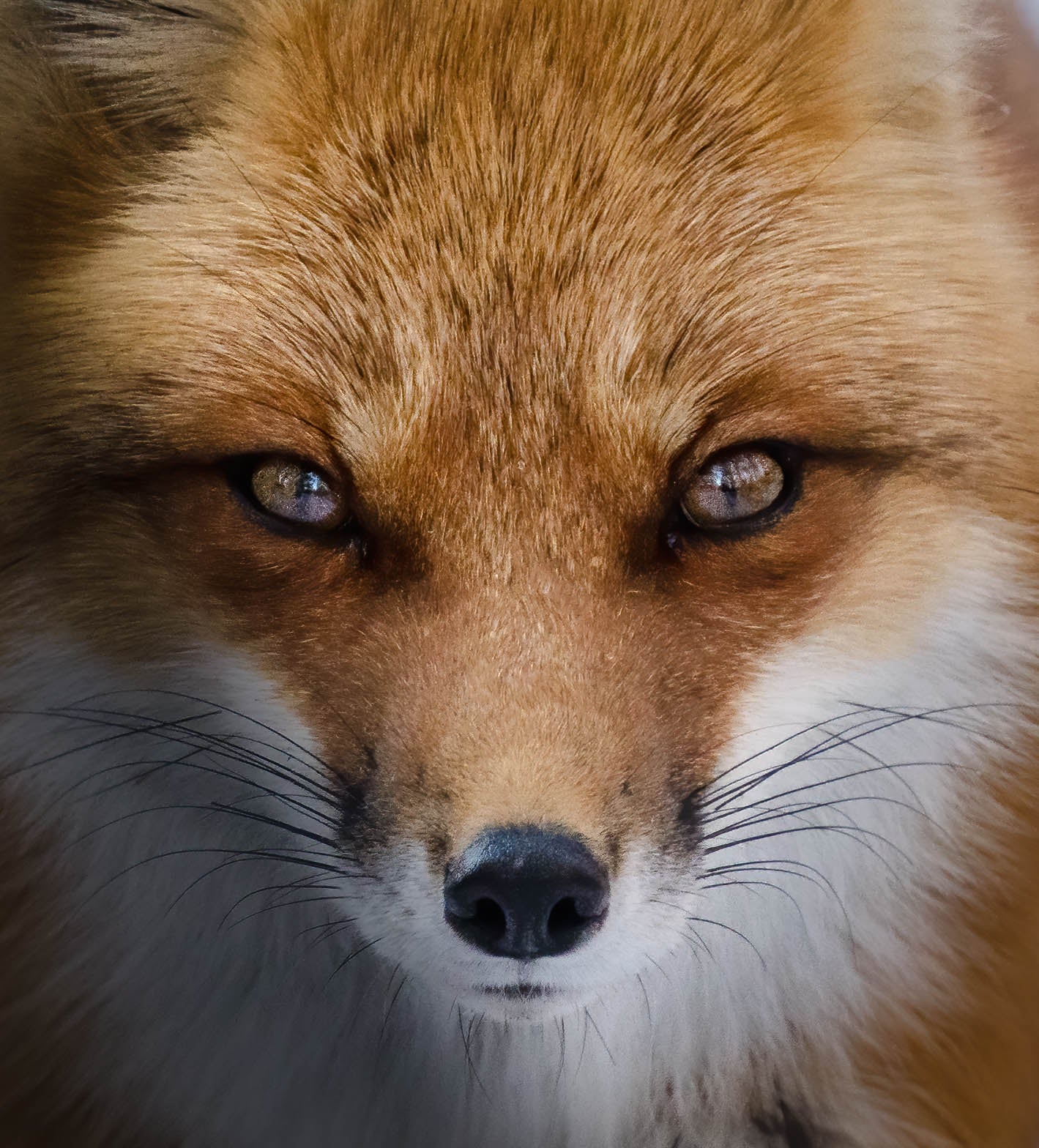 Red Fox