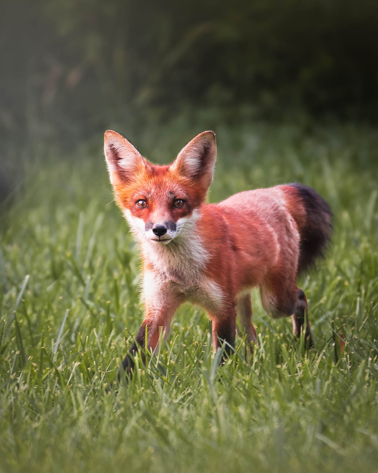 Red Fox Kit