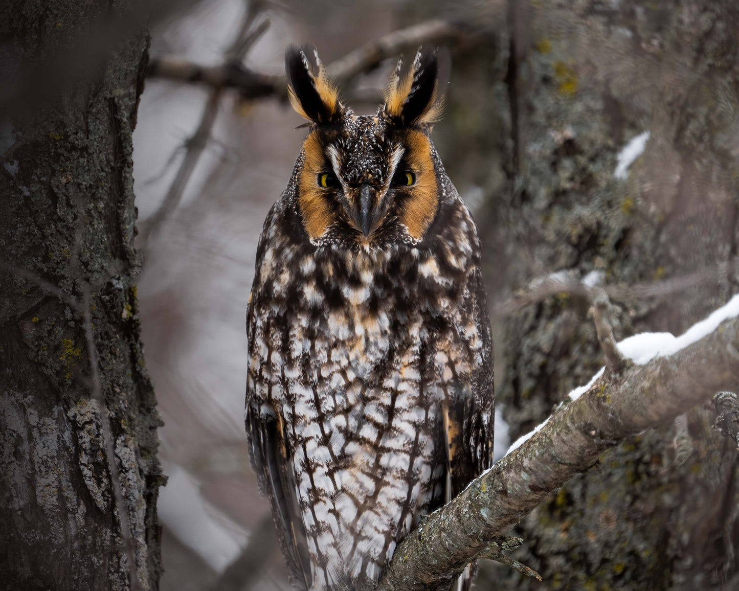 Long Eared Owl Roosting