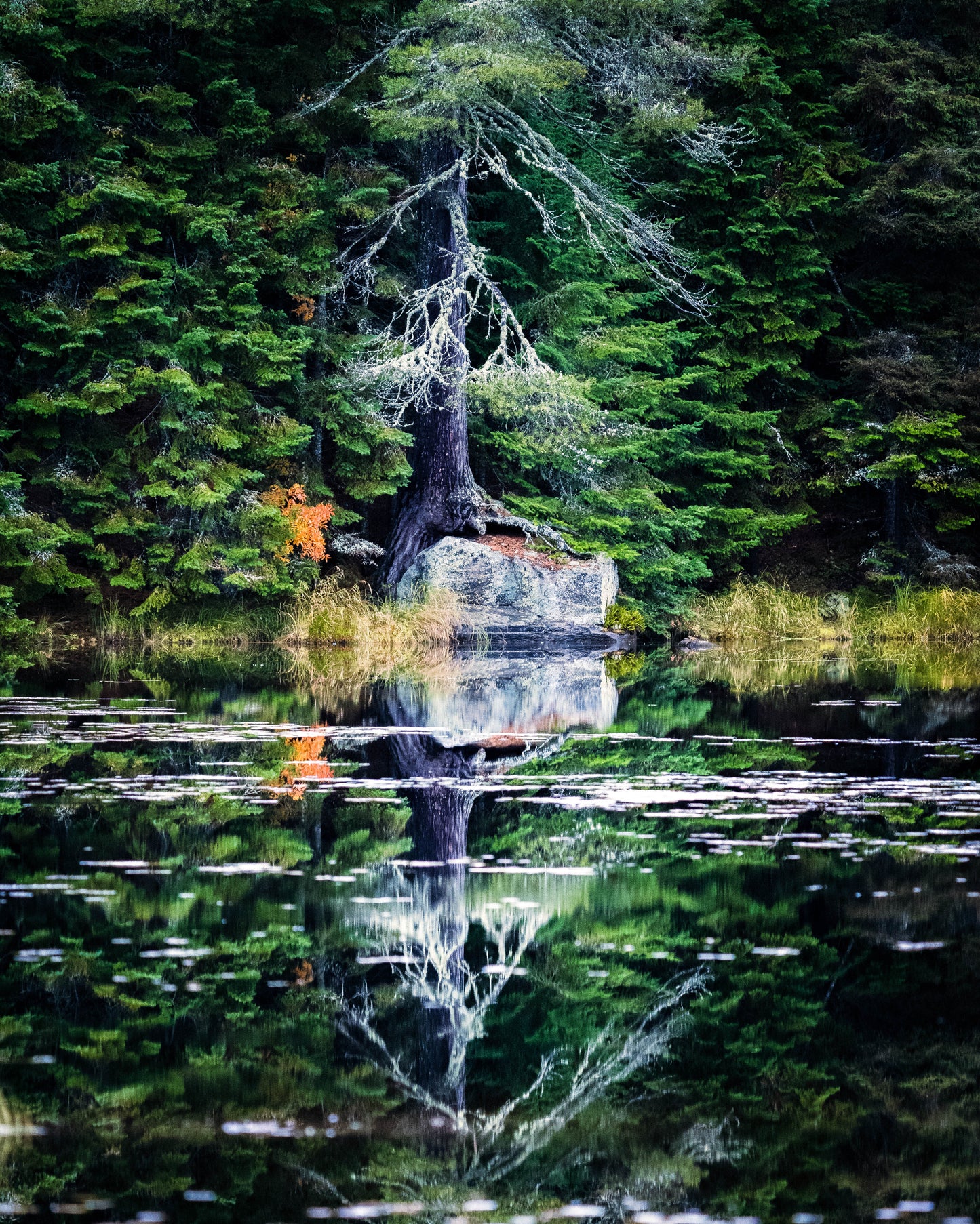 Reflections of Beaver Pond