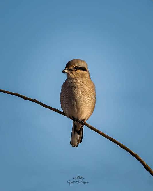 Northern Shrike